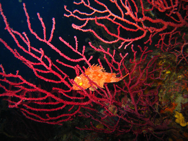 Qualche pesce da Portofino